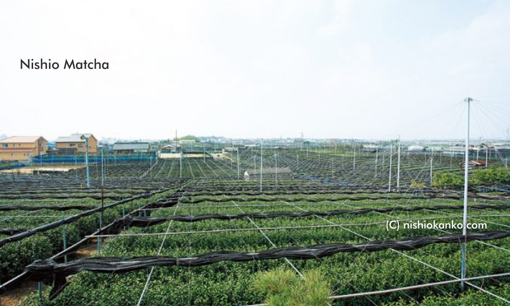 Nishio matcha